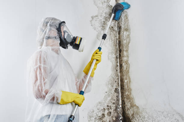 Best Basement Mold Remediation in Crestview, FL