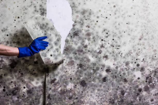 Best Commercial Mold Remediation in Crestview, FL